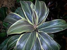Load image into Gallery viewer, **MISS ANDREA** Cordyline Terminalis Hawaiian Ti Plant**AKA Good Luck Plants