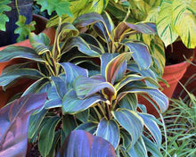 Load image into Gallery viewer, **MISS ANDREA** Cordyline Terminalis Hawaiian Ti Plant**AKA Good Luck Plants
