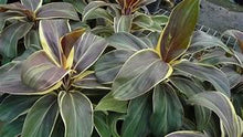 Load image into Gallery viewer, **MISS ANDREA** Cordyline Terminalis Hawaiian Ti Plant**AKA Good Luck Plants