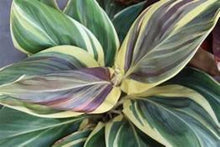 Load image into Gallery viewer, **MISS ANDREA** Cordyline Terminalis Hawaiian Ti Plant**AKA Good Luck Plants
