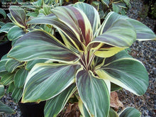 Load image into Gallery viewer, **MISS ANDREA** Cordyline Terminalis Hawaiian Ti Plant**AKA Good Luck Plants