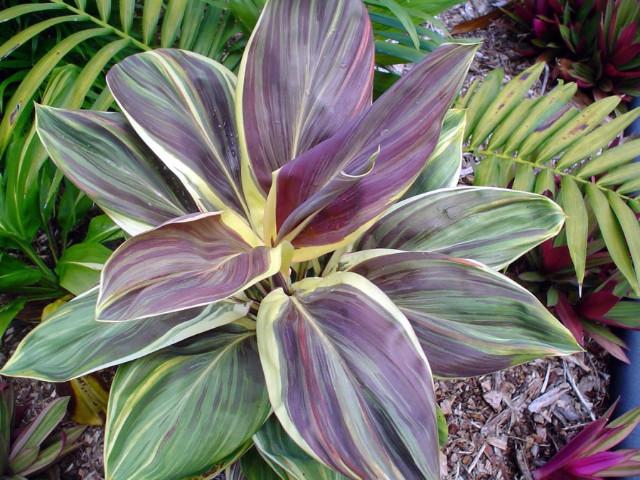 **MISS ANDREA** Cordyline Terminalis Hawaiian Ti Plant**AKA Good Luck Plants