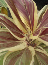 Load image into Gallery viewer, **MISS ANDREA** Cordyline Terminalis Hawaiian Ti Plant**AKA Good Luck Plants