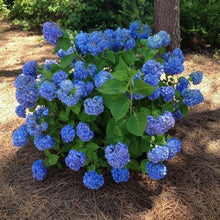 Load image into Gallery viewer, ***NIKKO BLUE*** Hydrangea Macrophylla Starter Plant