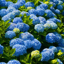 Load image into Gallery viewer, ***NIKKO BLUE*** Hydrangea Macrophylla Starter Plant