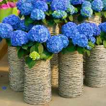 Load image into Gallery viewer, ***MERRITT'S SUPREME*** Hydrangea Macrophylla Starter Plant