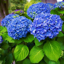 Load image into Gallery viewer, ***MERRITT'S SUPREME*** Hydrangea Macrophylla Starter Plant