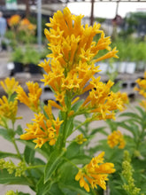 Load image into Gallery viewer, ****ORANGE ZEST** Flowering Jasmine Plant - Cestrum Aurantiacum** ATTRACTS BUTTERFLIES