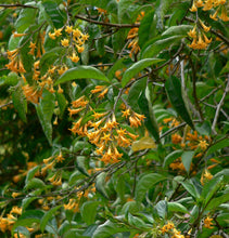 Load image into Gallery viewer, ****ORANGE ZEST** Flowering Jasmine Plant - Cestrum Aurantiacum** ATTRACTS BUTTERFLIES