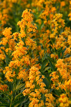 Load image into Gallery viewer, ****ORANGE ZEST** Flowering Jasmine Plant - Cestrum Aurantiacum** ATTRACTS BUTTERFLIES