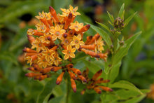 Load image into Gallery viewer, ****ORANGE ZEST** Flowering Jasmine Plant - Cestrum Aurantiacum** ATTRACTS BUTTERFLIES