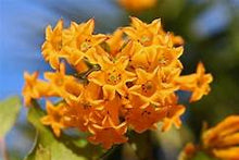 Load image into Gallery viewer, ****ORANGE ZEST** Flowering Jasmine Plant - Cestrum Aurantiacum** ATTRACTS BUTTERFLIES