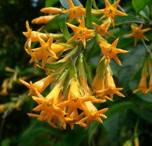 Load image into Gallery viewer, ****ORANGE ZEST** Flowering Jasmine Plant - Cestrum Aurantiacum** ATTRACTS BUTTERFLIES