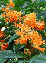 Load image into Gallery viewer, ****ORANGE ZEST** Flowering Jasmine Plant - Cestrum Aurantiacum** ATTRACTS BUTTERFLIES