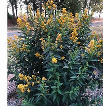 Load image into Gallery viewer, ****ORANGE ZEST** Flowering Jasmine Plant - Cestrum Aurantiacum** ATTRACTS BUTTERFLIES