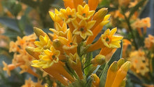 Load image into Gallery viewer, ****ORANGE ZEST** Flowering Jasmine Plant - Cestrum Aurantiacum** ATTRACTS BUTTERFLIES