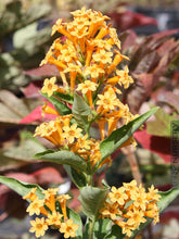 Load image into Gallery viewer, ****ORANGE ZEST** Flowering Jasmine Plant - Cestrum Aurantiacum** ATTRACTS BUTTERFLIES