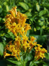 Load image into Gallery viewer, ****ORANGE ZEST** Flowering Jasmine Plant - Cestrum Aurantiacum** ATTRACTS BUTTERFLIES