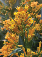 Load image into Gallery viewer, ****ORANGE ZEST** Flowering Jasmine Plant - Cestrum Aurantiacum** ATTRACTS BUTTERFLIES