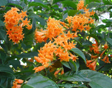 Load image into Gallery viewer, ****ORANGE ZEST** Flowering Jasmine Plant - Cestrum Aurantiacum** ATTRACTS BUTTERFLIES
