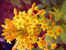 Load image into Gallery viewer, ****ORANGE ZEST** Flowering Jasmine Plant - Cestrum Aurantiacum** ATTRACTS BUTTERFLIES