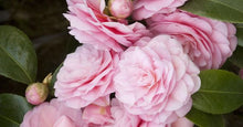Load image into Gallery viewer, PEARL MAXWELL**** Bicolor Bloom Camellia Japonica-Live Starter Plant