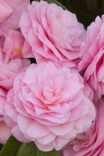 Load image into Gallery viewer, PEARL MAXWELL**** Bicolor Bloom Camellia Japonica-Live Starter Plant