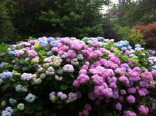 Load image into Gallery viewer, PENNY MAC**Hydrangea Starter Plant**Deep Violet to Deep RED**