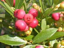 Load image into Gallery viewer, ***Pink Lemonade Blueberry Bush*** Vaccinum *Starter Plant* **Hot Pink Berries**