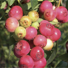 Load image into Gallery viewer, ***Pink Lemonade Blueberry Bush*** Vaccinum *Starter Plant* **Hot Pink Berries**