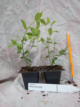 Load image into Gallery viewer, ***Pink Lemonade Blueberry Bush*** Vaccinum *Starter Plant* **Hot Pink Berries**