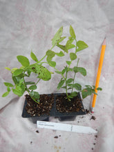 Load image into Gallery viewer, ***Pink Lemonade Blueberry Bush*** Vaccinum *Starter Plant* **Hot Pink Berries**