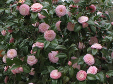 Load image into Gallery viewer, ***PINK PERFECTION*** Camellia Japonica-Live Starter Plant