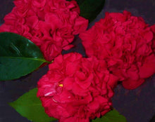 Load image into Gallery viewer, PROFESSOR SARGENT** *Bicolor Bloom Camellia Japonica-Live Starter Plant