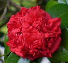 Load image into Gallery viewer, PROFESSOR SARGENT** *Bicolor Bloom Camellia Japonica-Live Starter Plant