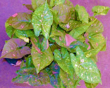 Load image into Gallery viewer, **PINK SPLASH** SYNGONIUM *Starter Plant* Arrowhead *Pink Splashed Leaves* RARE HTF