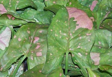 Load image into Gallery viewer, **PINK SPLASH** SYNGONIUM *Starter Plant* Arrowhead *Pink Splashed Leaves* RARE HTF