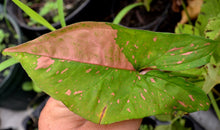 Load image into Gallery viewer, **PINK SPLASH** SYNGONIUM *Starter Plant* Arrowhead *Pink Splashed Leaves* RARE HTF
