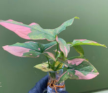 Load image into Gallery viewer, **PINK SPLASH** SYNGONIUM *Starter Plant* Arrowhead *Pink Splashed Leaves* RARE HTF