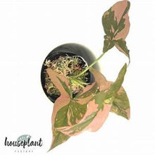 Load image into Gallery viewer, **PINK SPLASH** SYNGONIUM *Starter Plant* Arrowhead *Pink Splashed Leaves* RARE HTF