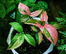 Load image into Gallery viewer, **PINK SPLASH** SYNGONIUM *Starter Plant* Arrowhead *Pink Splashed Leaves* RARE HTF