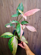 Load image into Gallery viewer, **PINK SPLASH** SYNGONIUM *Starter Plant* Arrowhead *Pink Splashed Leaves* RARE HTF