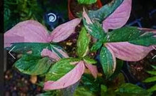 Load image into Gallery viewer, **PINK SPLASH** SYNGONIUM *Starter Plant* Arrowhead *Pink Splashed Leaves* RARE HTF