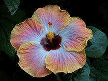 Load image into Gallery viewer, ***RUM RUNNER*** Small Rooted Exotic Tropical Hibiscus Starter Plant***AKA Fancy Hibiscus