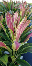 Load image into Gallery viewer, **SHERBERT** Cordyline Terminalis Hawaiian Ti Plant** AKA Good Luck Plants