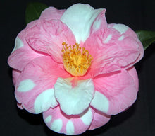Load image into Gallery viewer, ***SHIBORI-EGAO* **Bicolor Bloom Camellia Japonica-Live Starter Plant