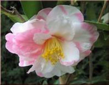 Load image into Gallery viewer, ***SHIBORI-EGAO* **Bicolor Bloom Camellia Japonica-Live Starter Plant