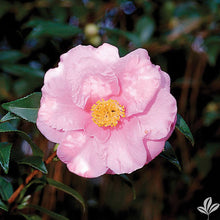 Load image into Gallery viewer, ***SHIBORI-EGAO* **Bicolor Bloom Camellia Japonica-Live Starter Plant