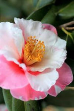 Load image into Gallery viewer, ***SHIBORI-EGAO* **Bicolor Bloom Camellia Japonica-Live Starter Plant