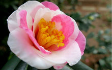 Load image into Gallery viewer, ***SHIBORI-EGAO* **Bicolor Bloom Camellia Japonica-Live Starter Plant